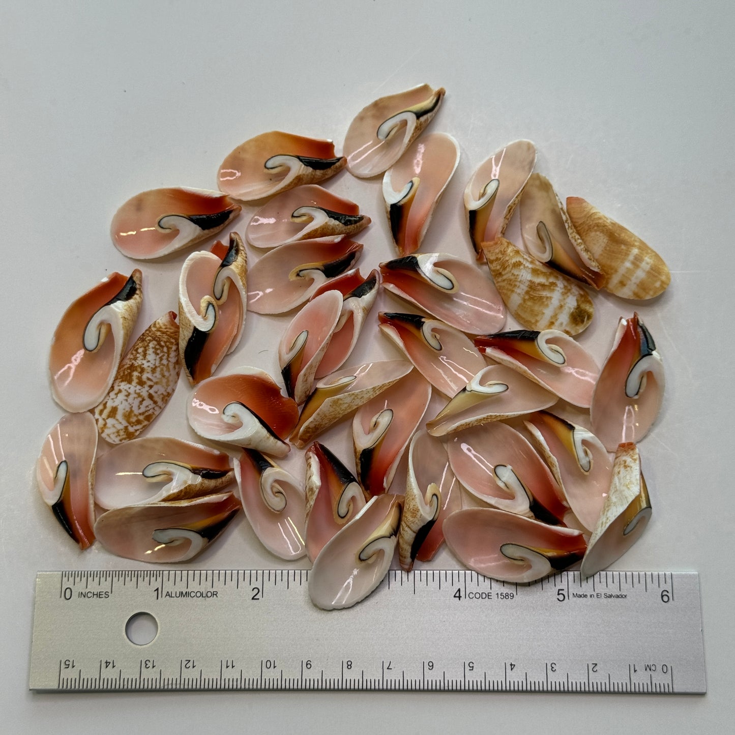 Large Lily Cut Strombus, Approx. 1 -1.5", Cut shells for Crafts, Shell Supply, Beautifully Cut Shells