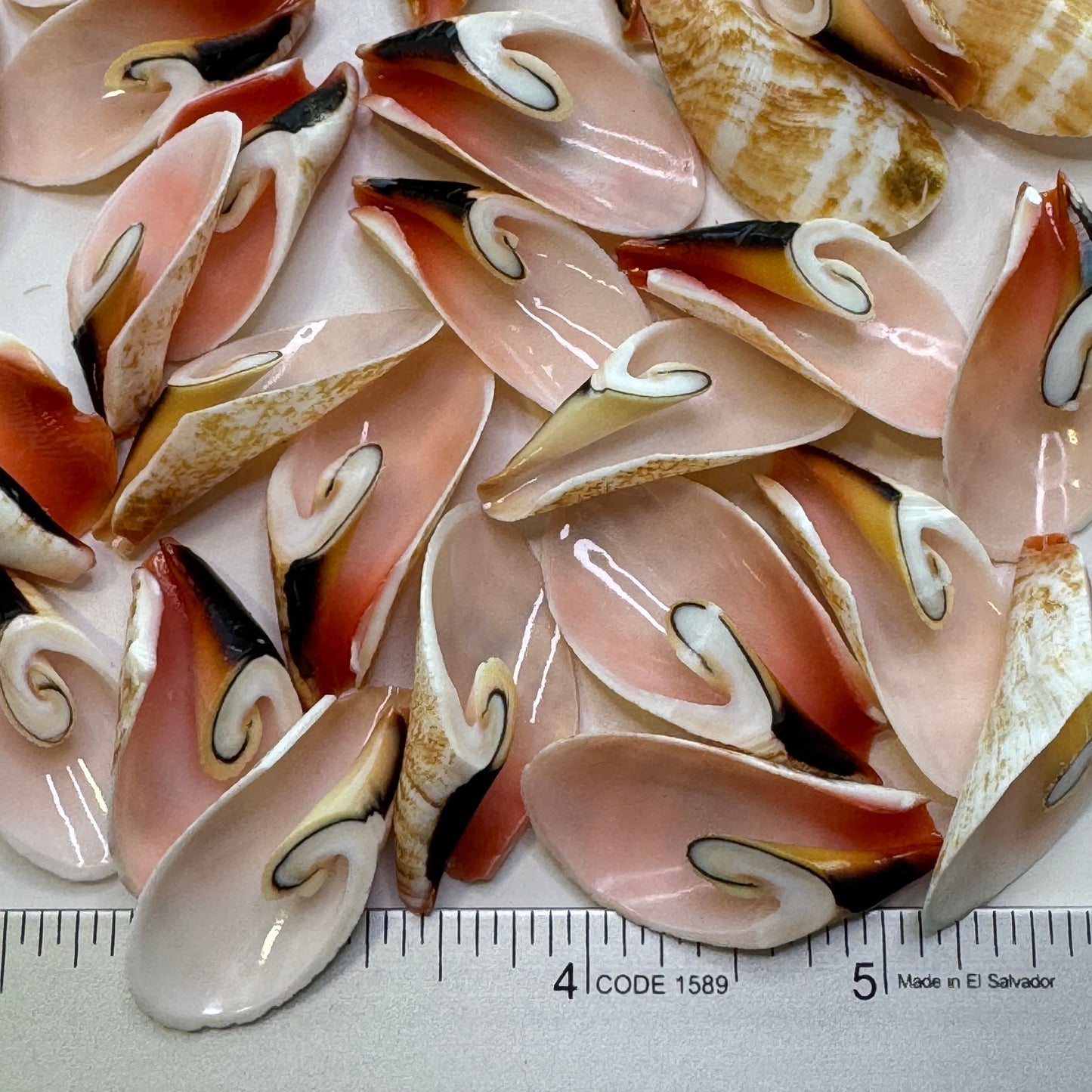 Large Lily Cut Strombus, Approx. 1 -1.5", Cut shells for Crafts, Shell Supply, Beautifully Cut Shells