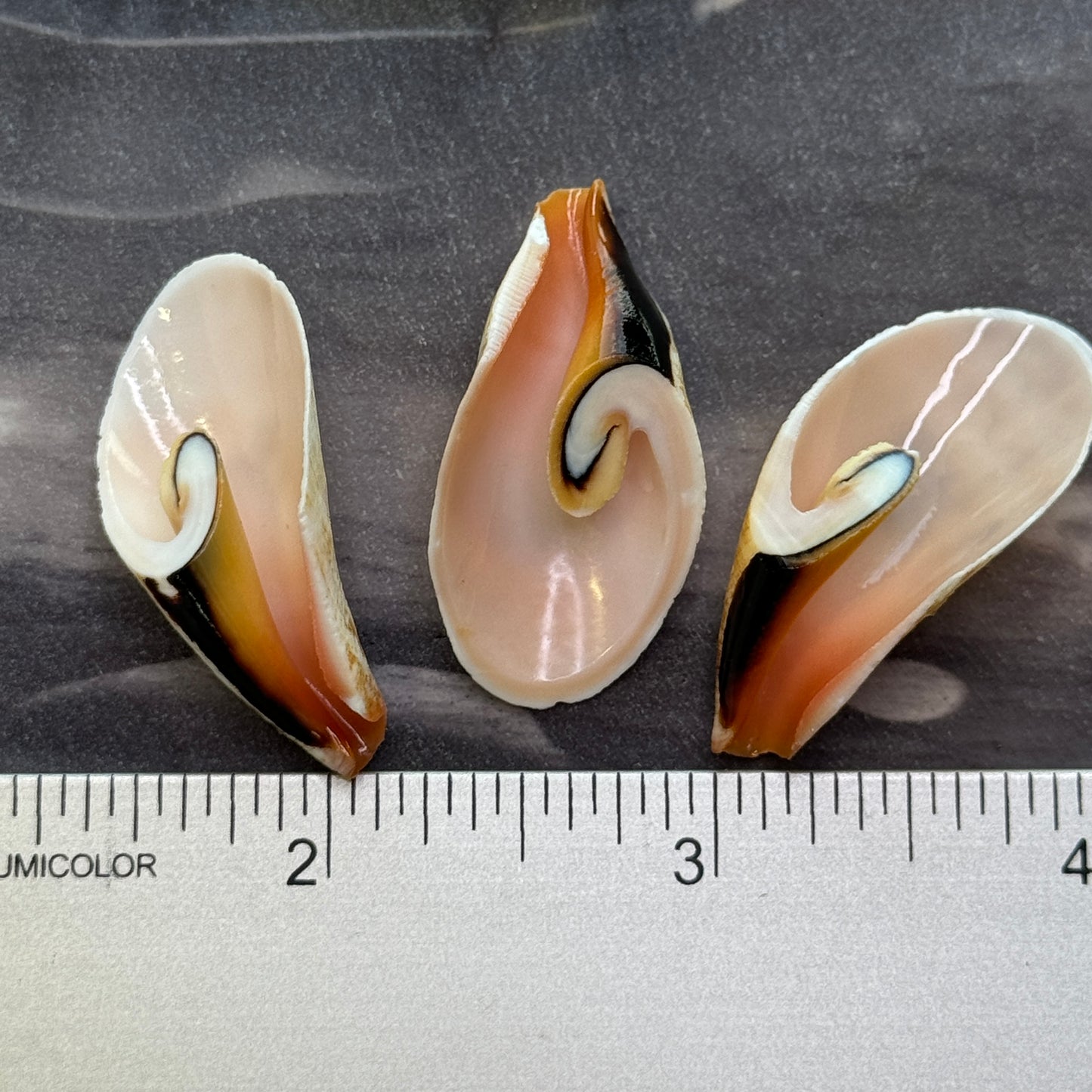 Large Lily Cut Strombus, Approx. 1 -1.5", Cut shells for Crafts, Shell Supply, Beautifully Cut Shells