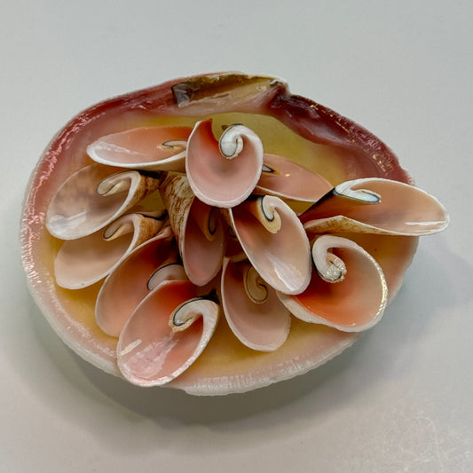 Large Lily Cut Strombus, Approx. 1 -1.5", Cut shells for Crafts, Shell Supply, Beautifully Cut Shells