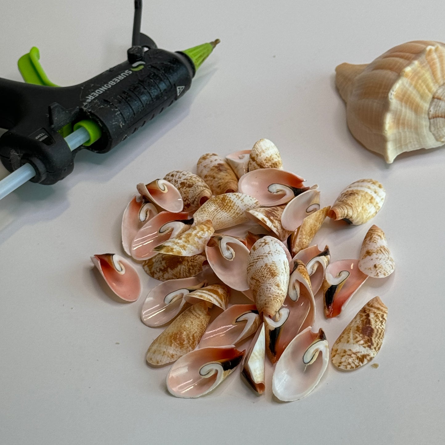 Large Lily Cut Strombus, Approx. 1 -1.5", Cut shells for Crafts, Shell Supply, Beautifully Cut Shells