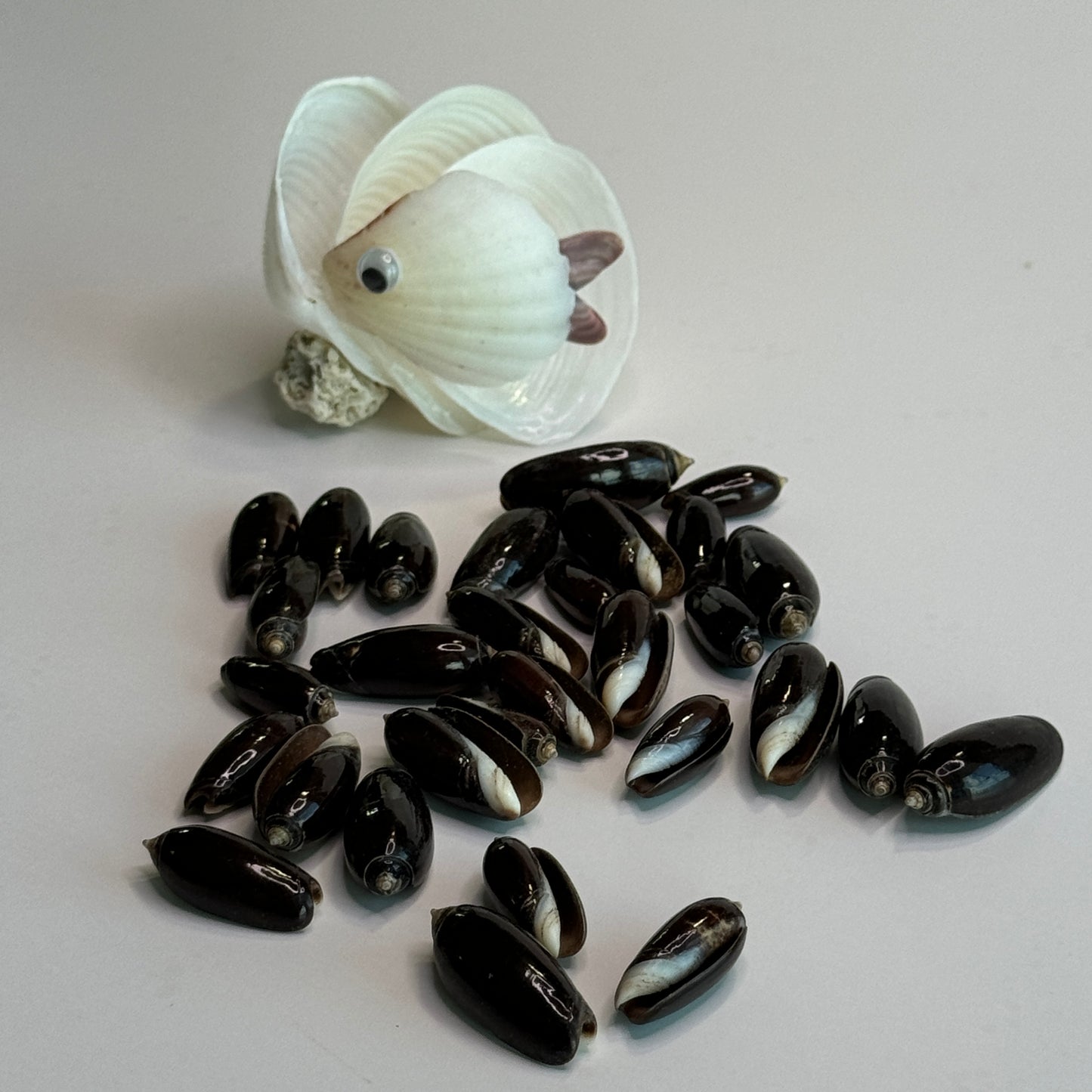 Black Olives, Glossy Olive Shells, 3/4-1", Small Smooth Black Olive Shells, Shells for Crafts