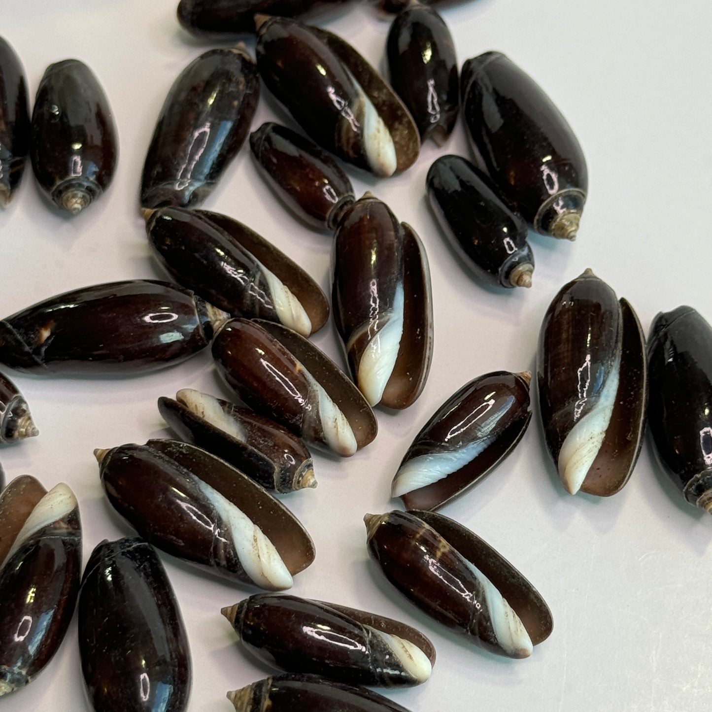 Black Olives, Glossy Olive Shells, 3/4-1", Small Smooth Black Olive Shells, Shells for Crafts