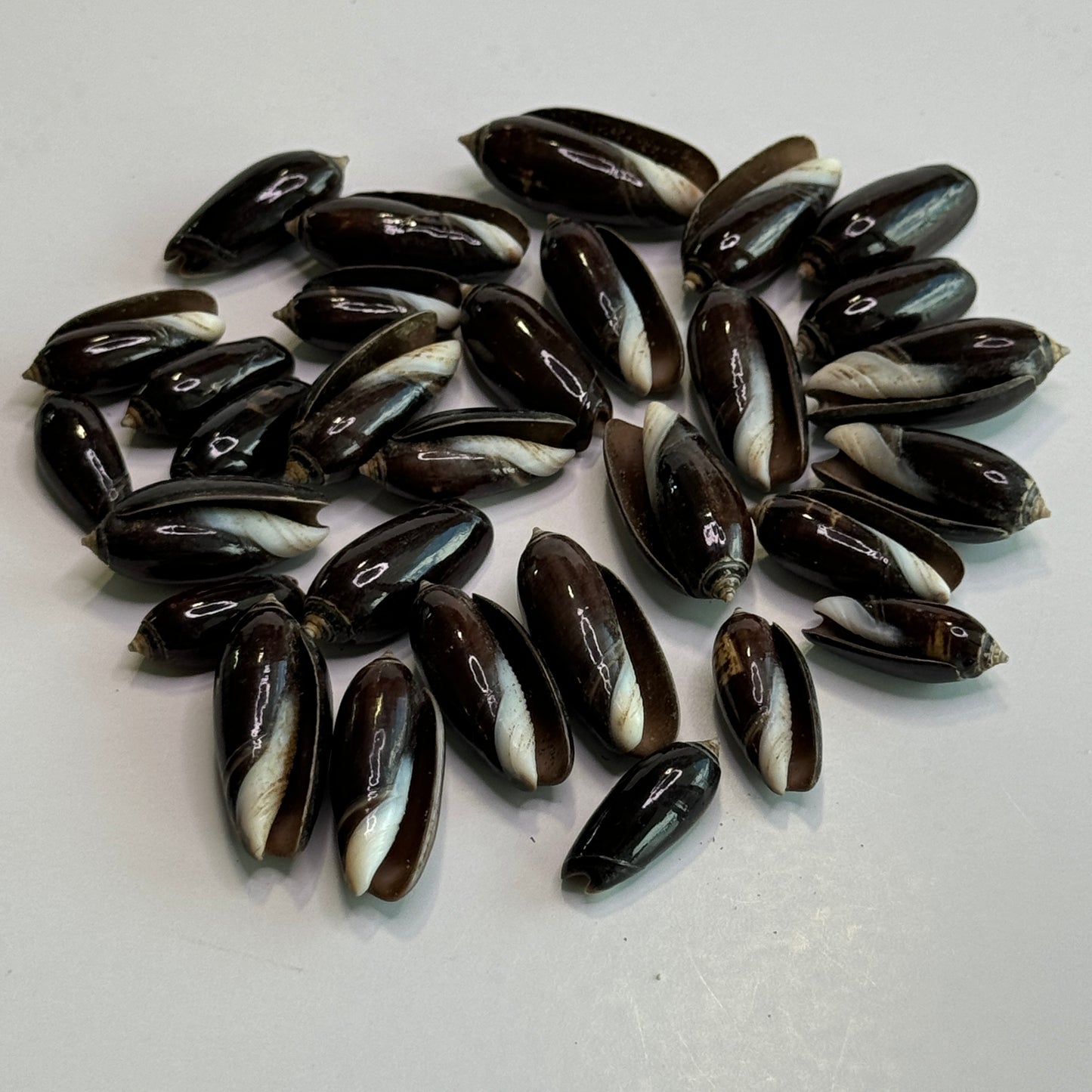 Black Olives, Glossy Olive Shells, 3/4-1", Small Smooth Black Olive Shells, Shells for Crafts