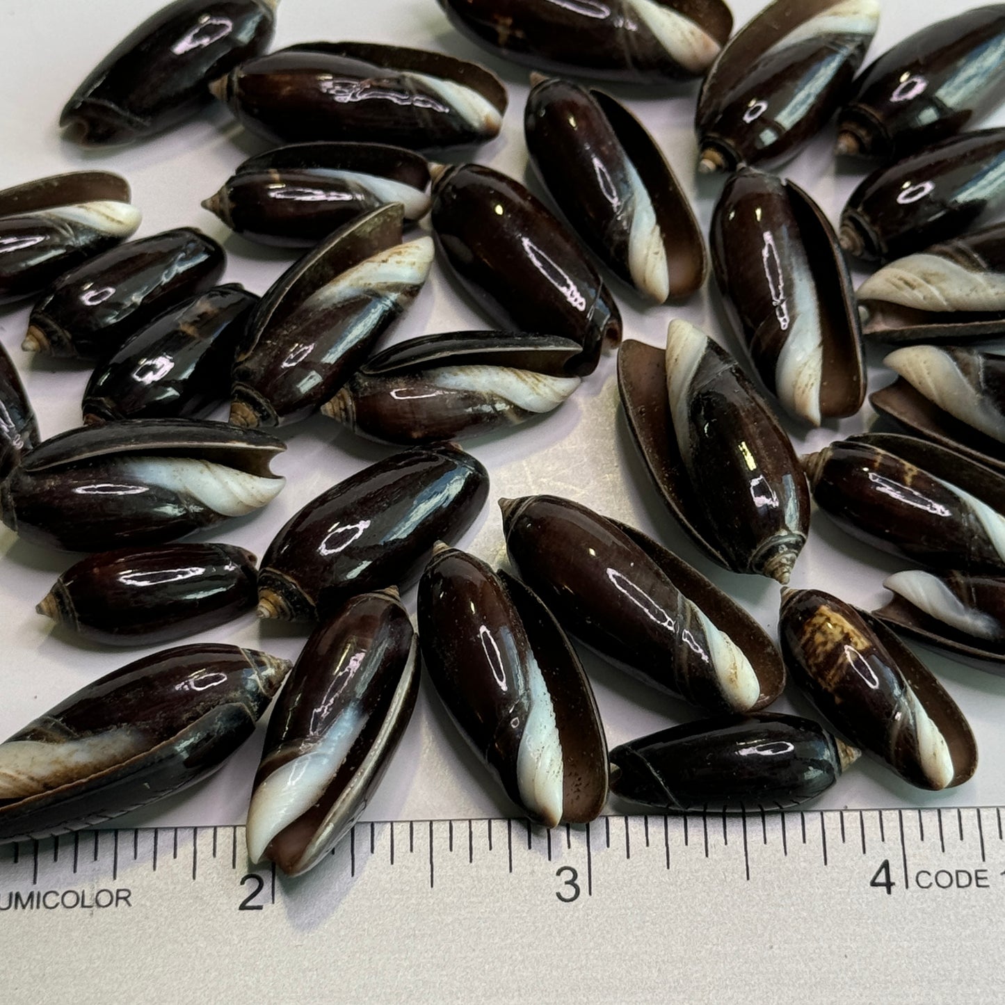 Black Olives, Glossy Olive Shells, 3/4-1", Small Smooth Black Olive Shells, Shells for Crafts