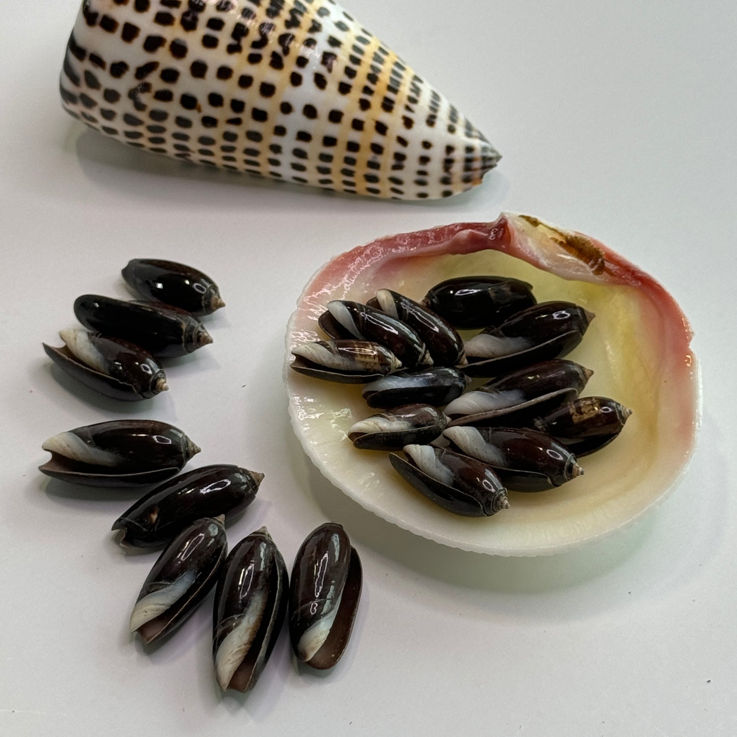 Black Olives, Glossy Olive Shells, 3/4-1", Small Smooth Black Olive Shells, Shells for Crafts