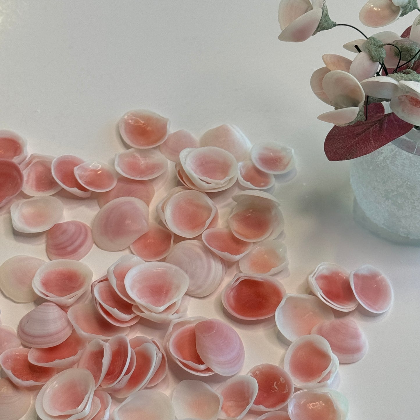 Apple Blossom Shells, Pink lightweight clam shells, lovely pink crafting shells, seashells