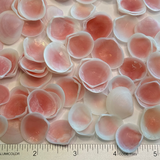 Apple Blossom Shells, Pink lightweight clam shells, lovely pink crafting shells, seashells