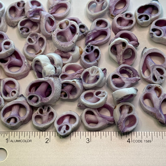 Cebu Beauty, Cut Shells, Lavender/Purple Crafting Shells, 1/2-3/4+", Shell Supply