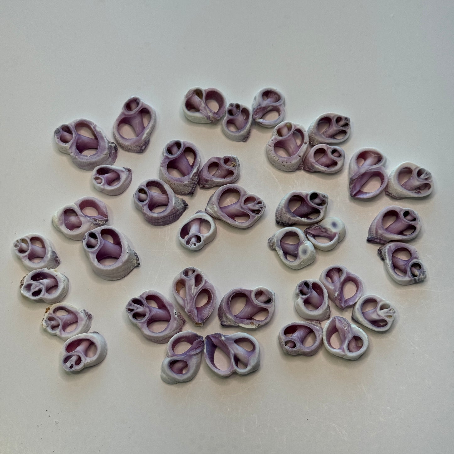 Cebu Beauty, Cut Shells, Lavender/Purple Crafting Shells, 1/2-3/4+", Shell Supply