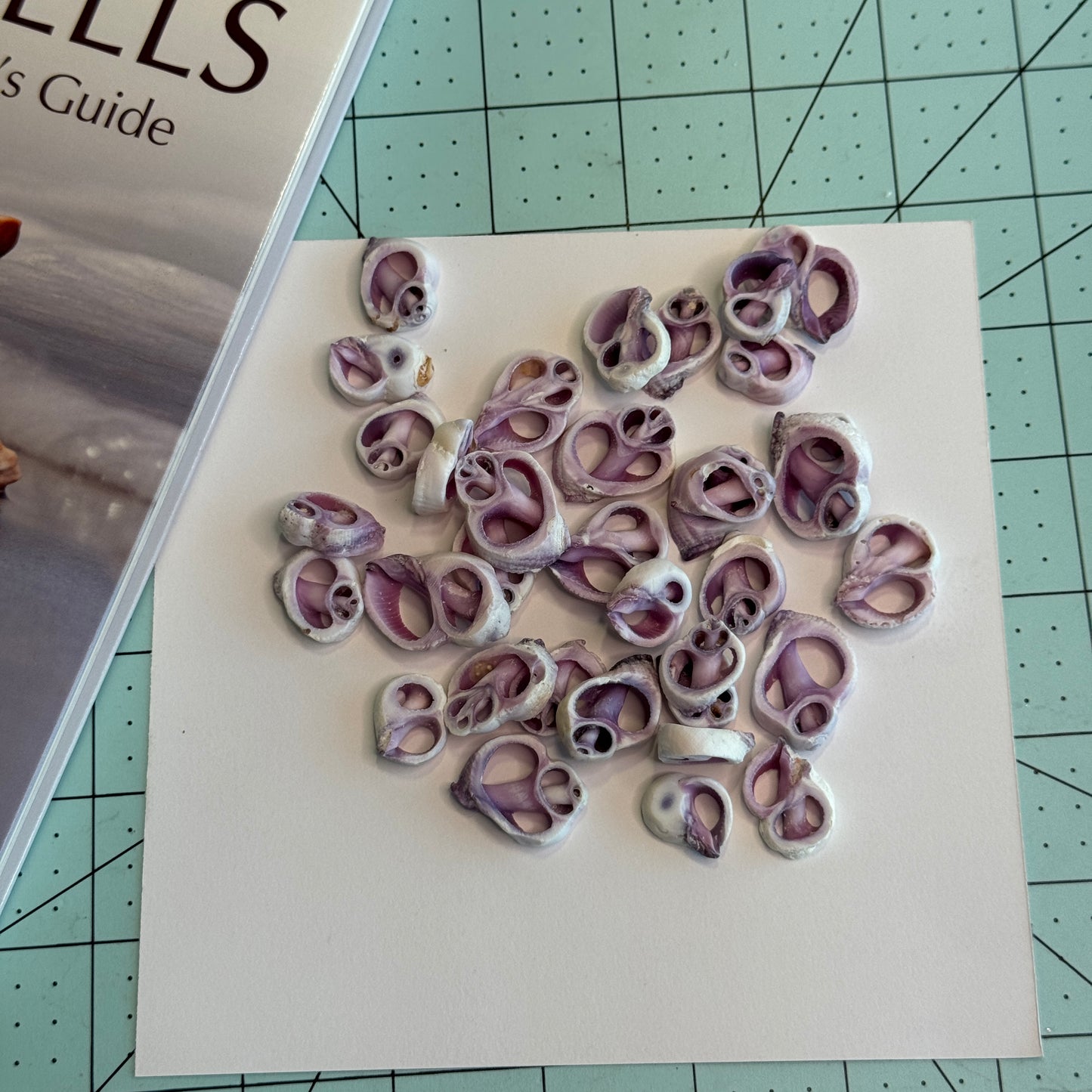 Cebu Beauty, Cut Shells, Lavender/Purple Crafting Shells, 1/2-3/4+", Shell Supply