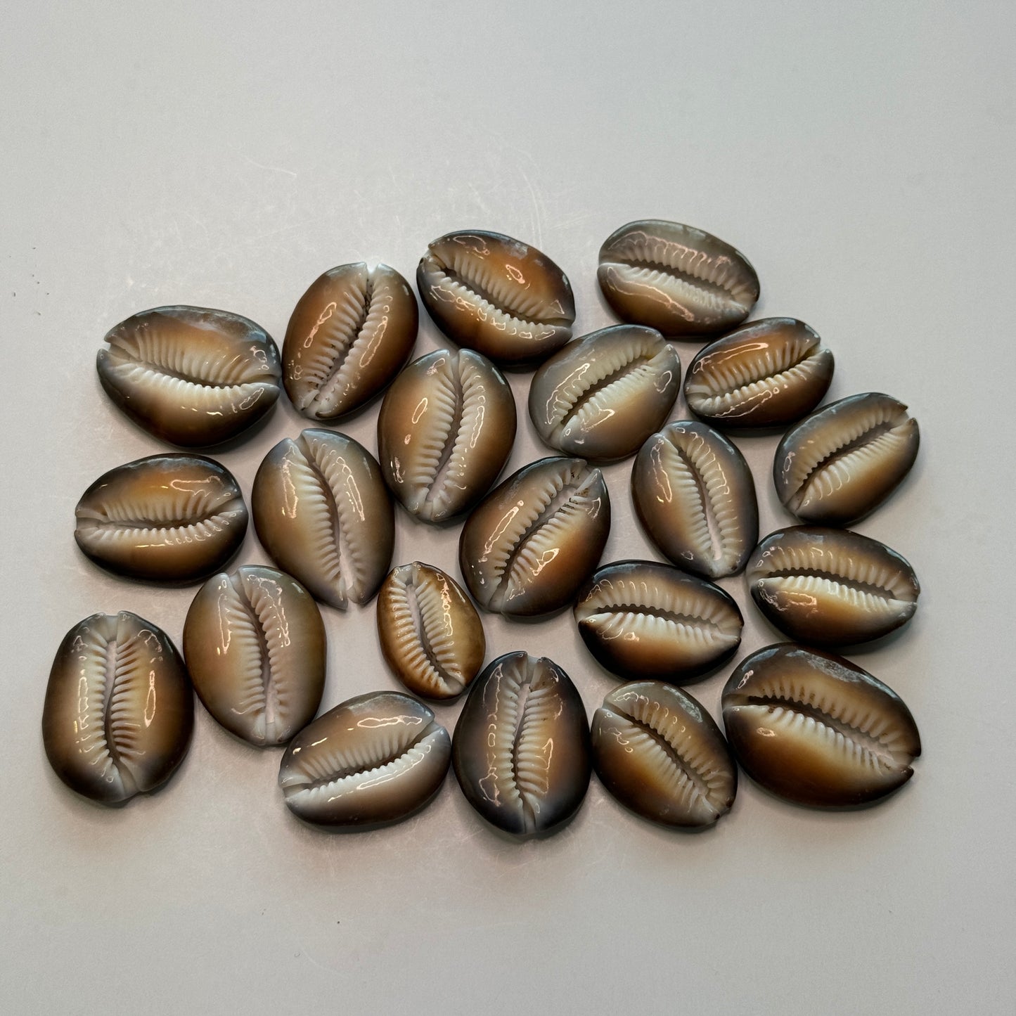 Center Cut Snakehead Cowries, Snakehead Cowrie Shells, Crafting Shell supply, Medium-Large Cut Cowrie Shells