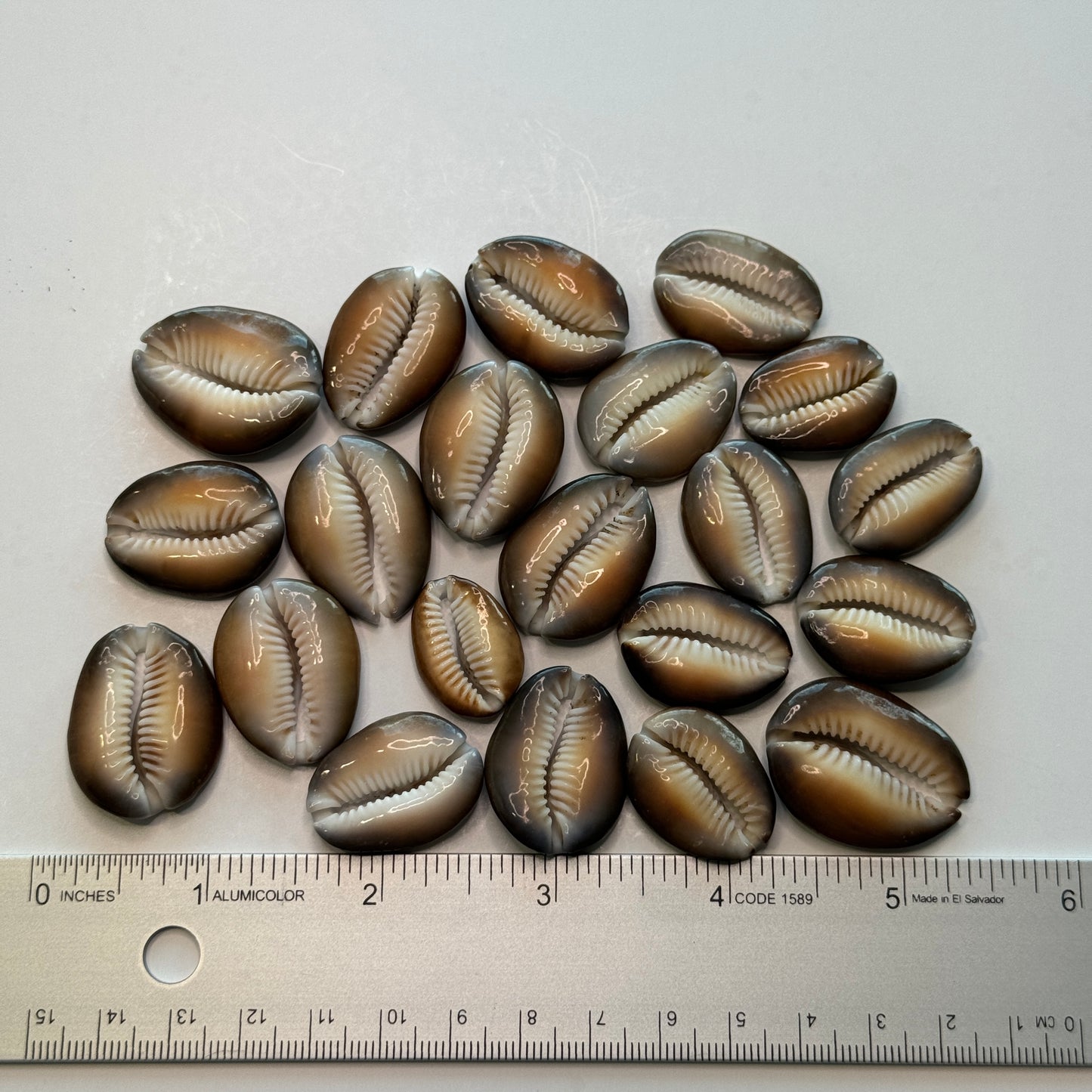 Center Cut Snakehead Cowries, Snakehead Cowrie Shells, Crafting Shell supply, Medium-Large Cut Cowrie Shells