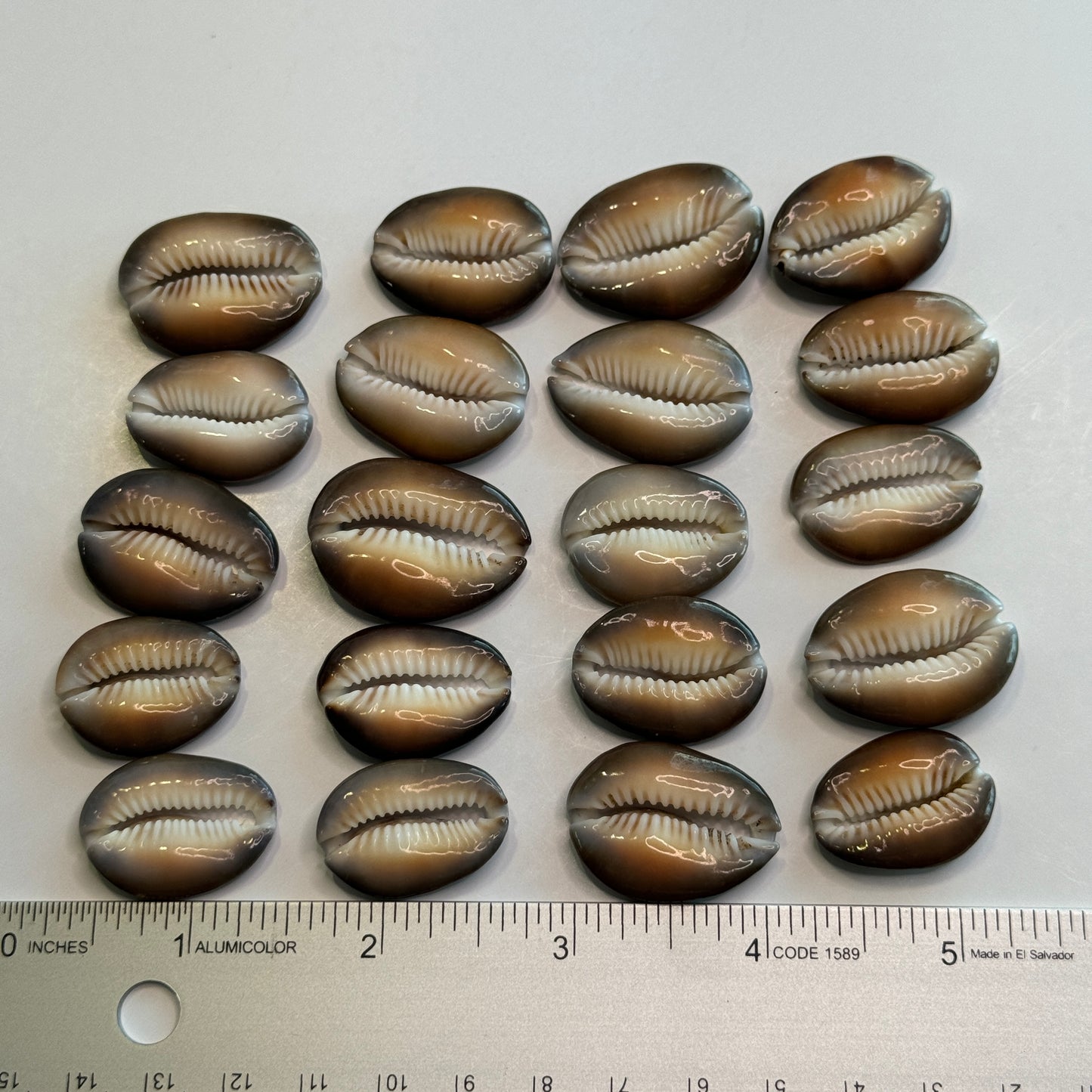 Center Cut Snakehead Cowries, Snakehead Cowrie Shells, Crafting Shell supply, Medium-Large Cut Cowrie Shells