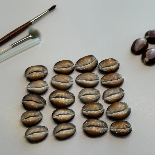 Center Cut Snakehead Cowries, Snakehead Cowrie Shells, Crafting Shell supply, Medium-Large Cut Cowrie Shells