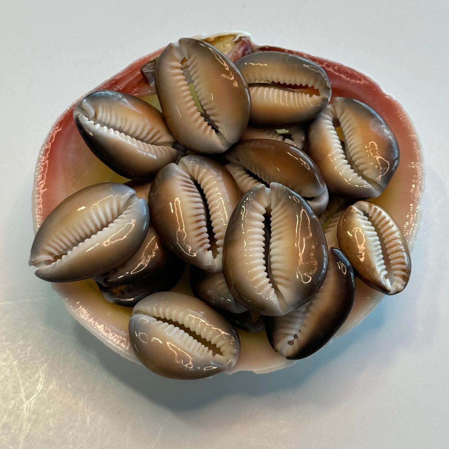 Center Cut Snakehead Cowries, Snakehead Cowrie Shells, Crafting Shell supply, Medium-Large Cut Cowrie Shells