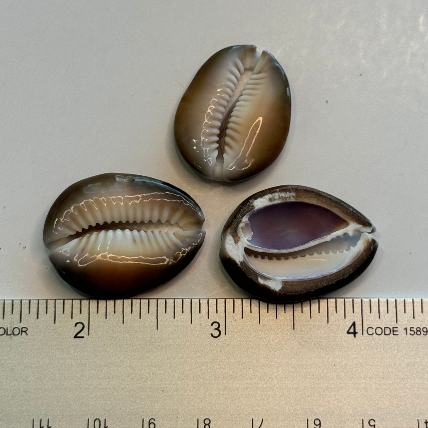 Center Cut Snakehead Cowries, Snakehead Cowrie Shells, Crafting Shell supply, Medium-Large Cut Cowrie Shells