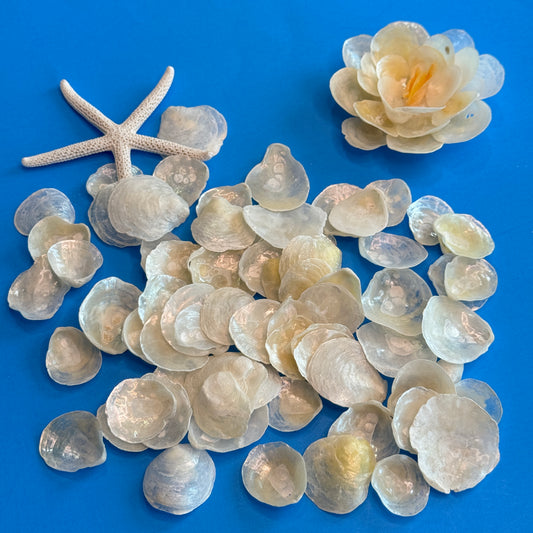 White/Cream Jingles, Lightweight and Fun in any Project, Common Jingle Shells, up to 1.5", Local Shells