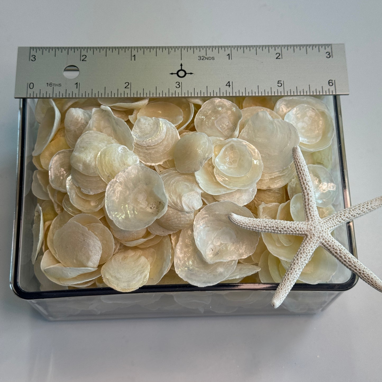 White/Cream Jingles, Lightweight and Fun in any Project, Common Jingle Shells, up to 1.5", Local Shells