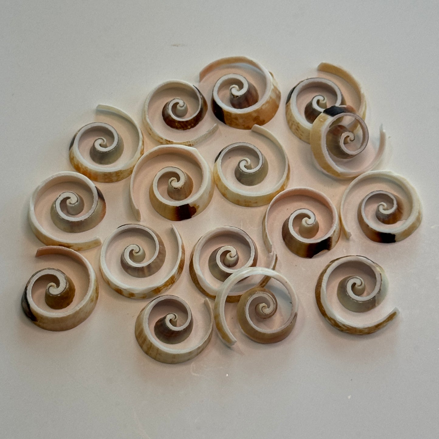 Swirl Cut Strombus, Fancy Cut Shells, 1" Diameter, Beautifully Cut Shells for your Projects