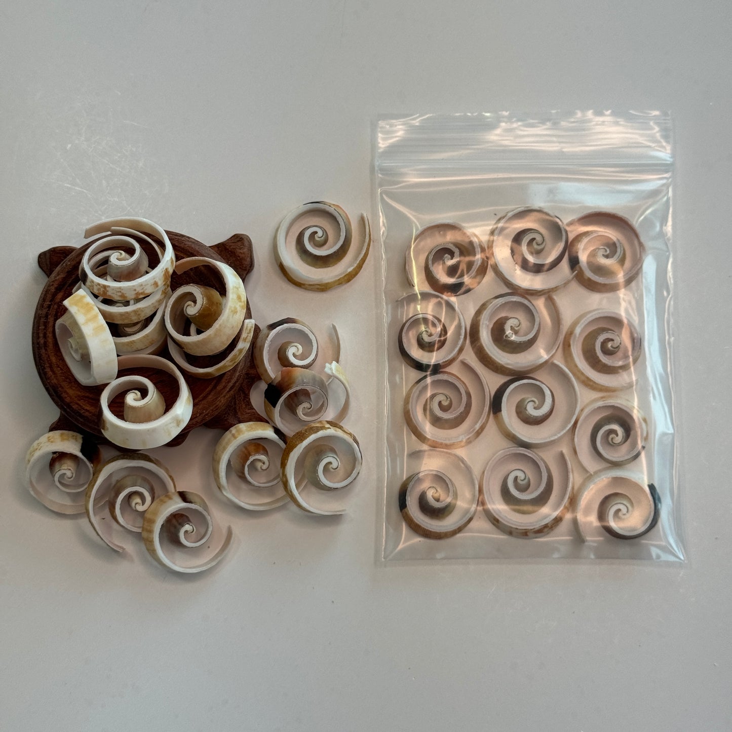 Swirl Cut Strombus, Fancy Cut Shells, 1" Diameter, Beautifully Cut Shells for your Projects