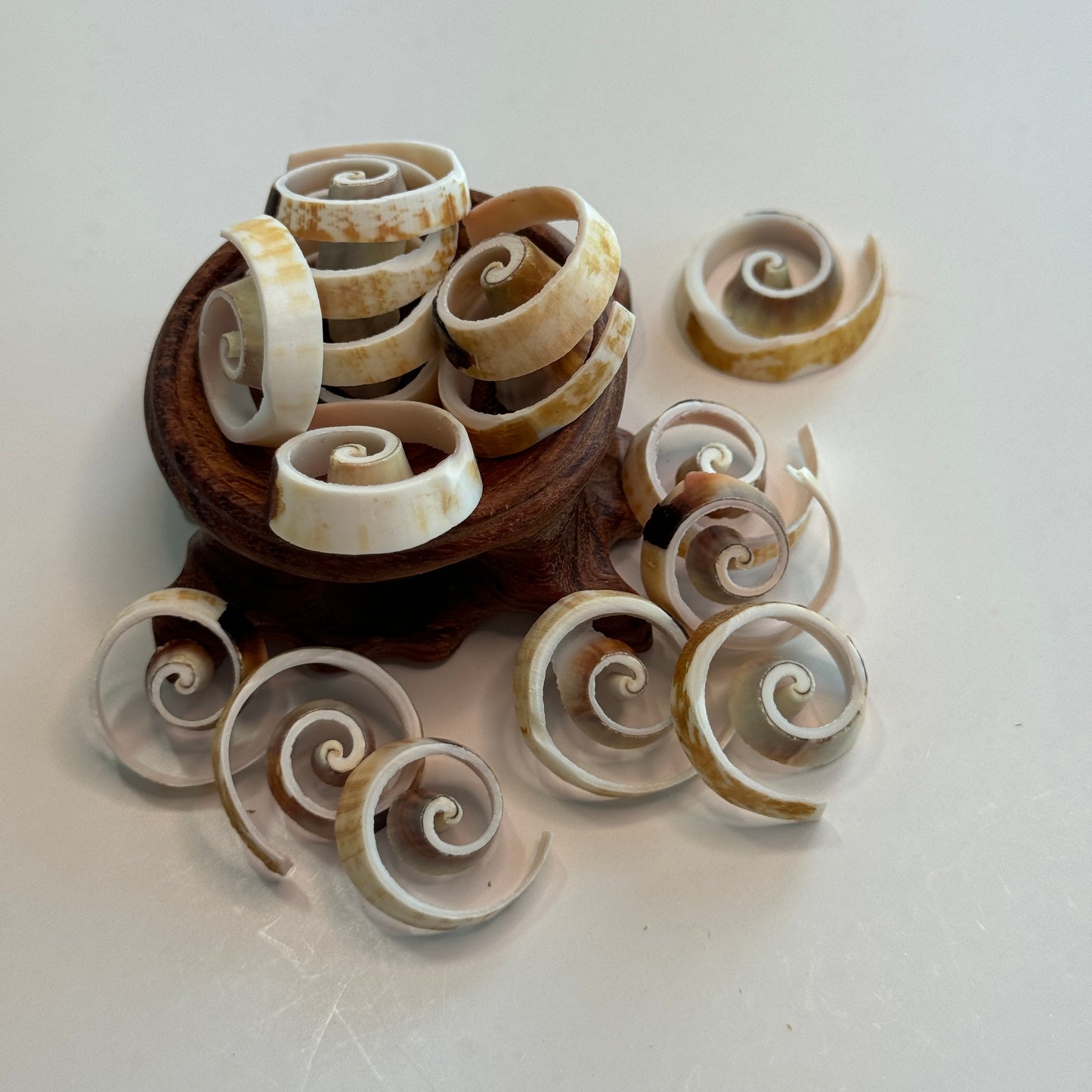 Swirl Cut Strombus, Fancy Cut Shells, 1" Diameter, Beautifully Cut Shells for your Projects