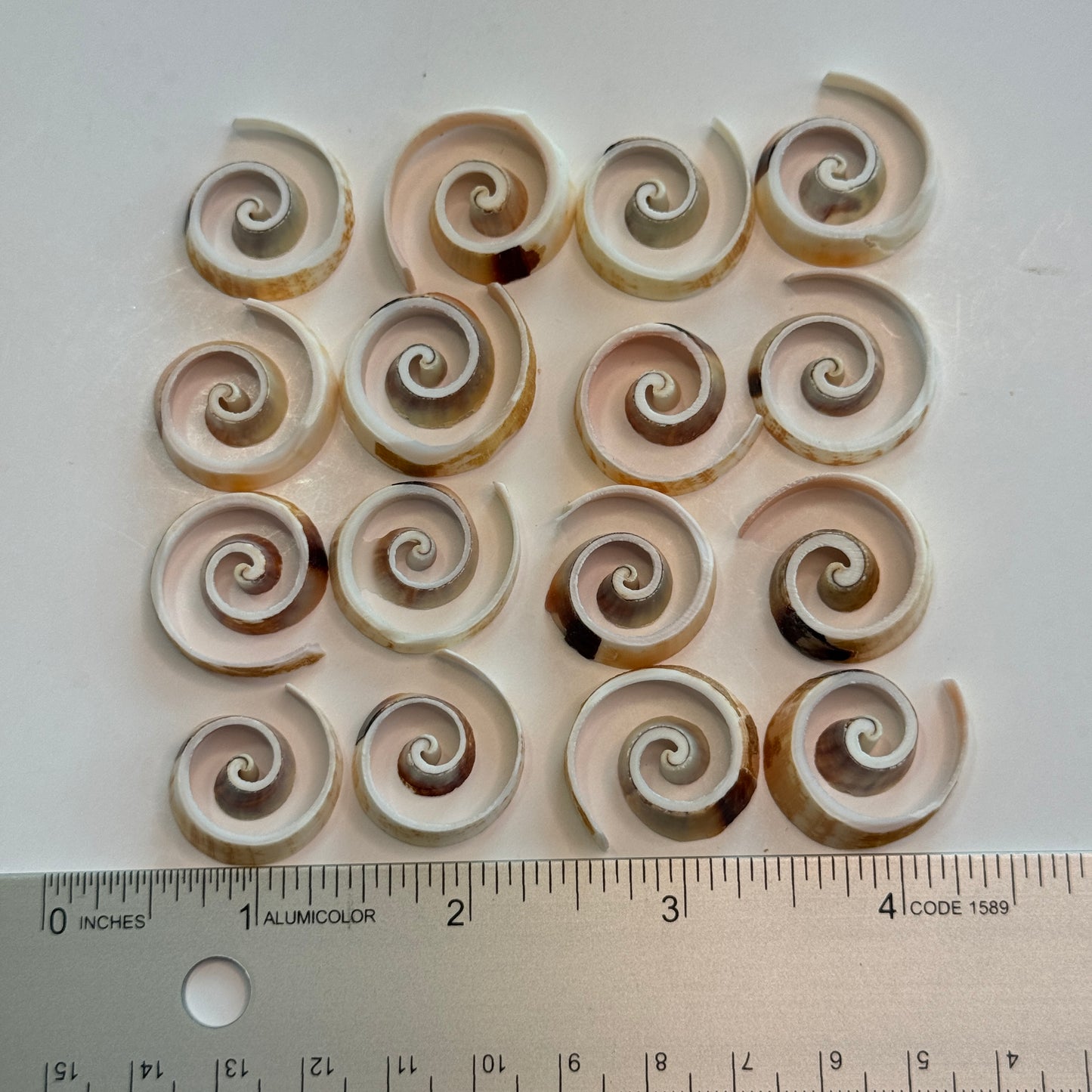 Swirl Cut Strombus, Fancy Cut Shells, 1" Diameter, Beautifully Cut Shells for your Projects