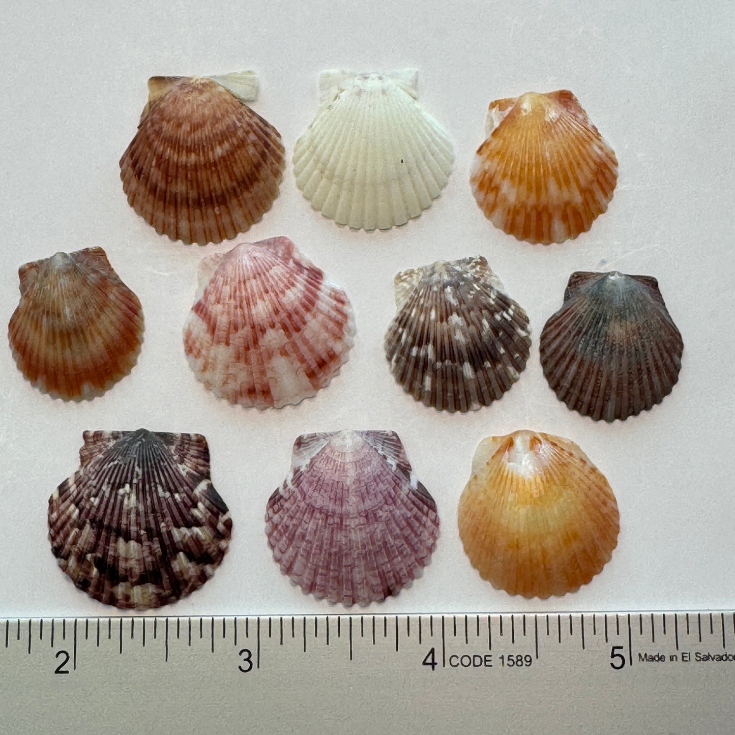 Small Calico Scallops, (3/4-1"), Atlantic Calico Scallops, variety of Colors & Patterns, Small Scallops for Crafting