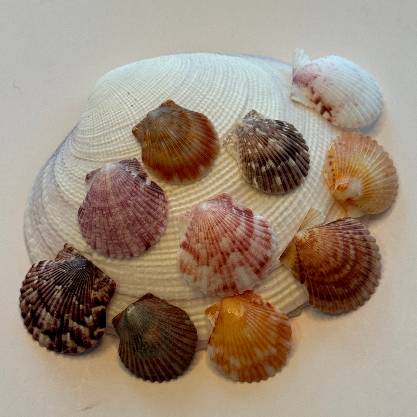 Small Calico Scallops, (3/4-1"), Atlantic Calico Scallops, variety of Colors & Patterns, Small Scallops for Crafting