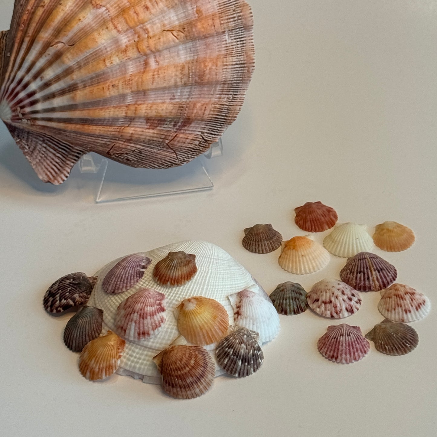 Small Calico Scallops, (3/4-1"), Atlantic Calico Scallops, variety of Colors & Patterns, Small Scallops for Crafting