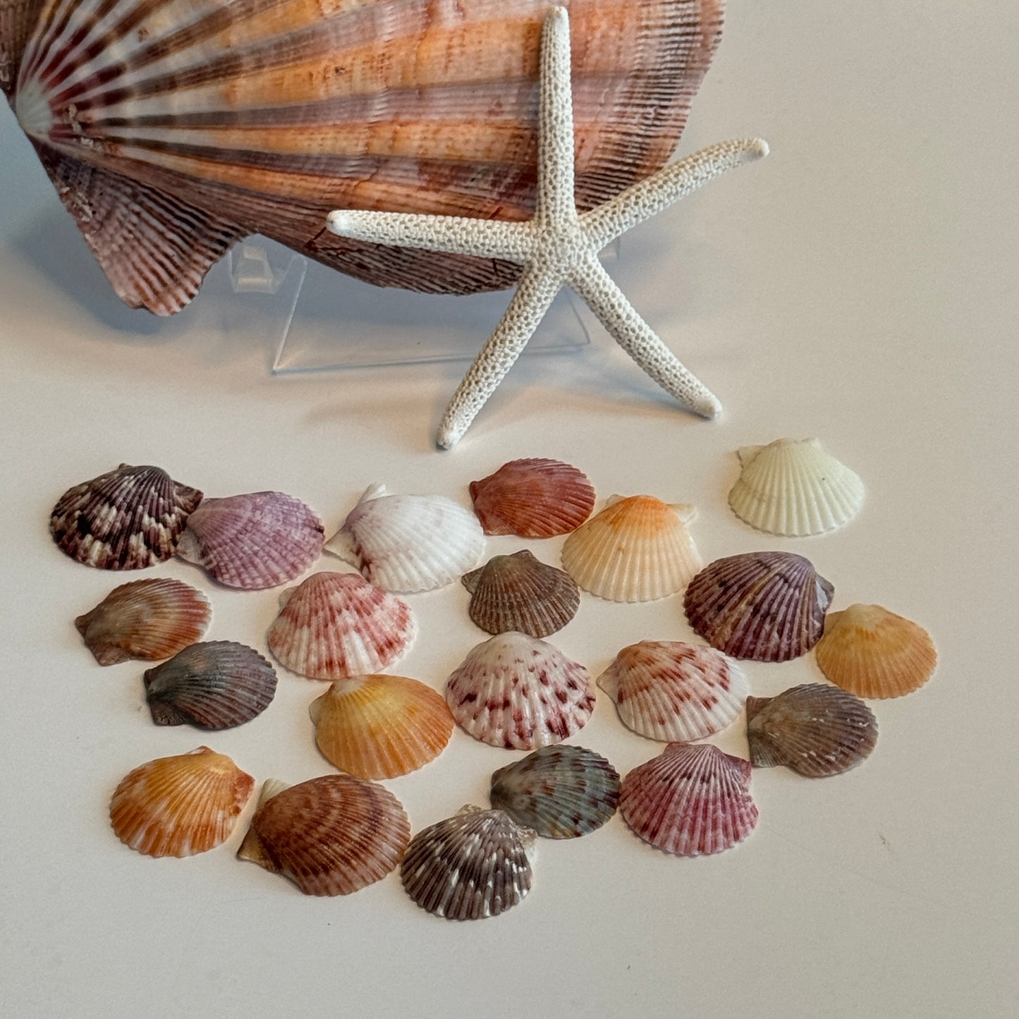 Small Calico Scallops, (3/4-1"), Atlantic Calico Scallops, variety of Colors & Patterns, Small Scallops for Crafting