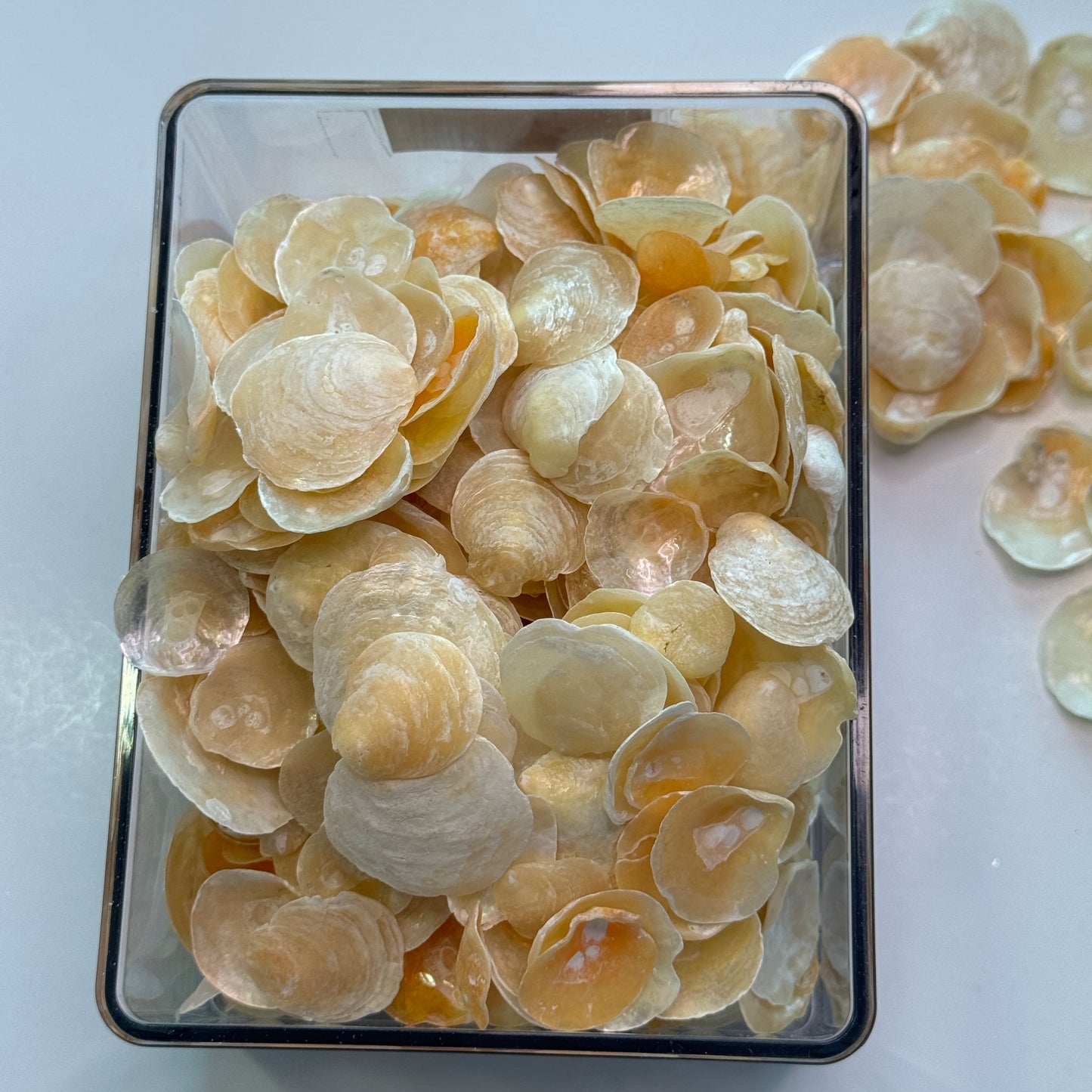 Orange/Yellow Jingles, Local Common Jingle Shells, Shell Supplies, Shells for Crafts