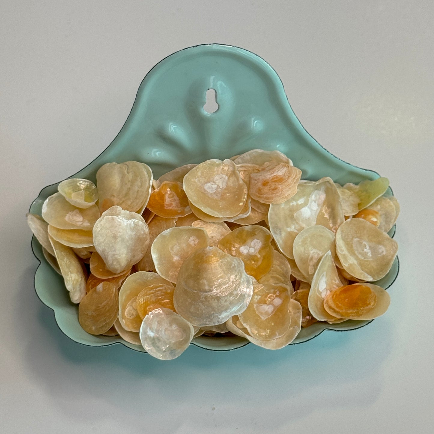 Orange/Yellow Jingles, Local Common Jingle Shells, Shell Supplies, Shells for Crafts