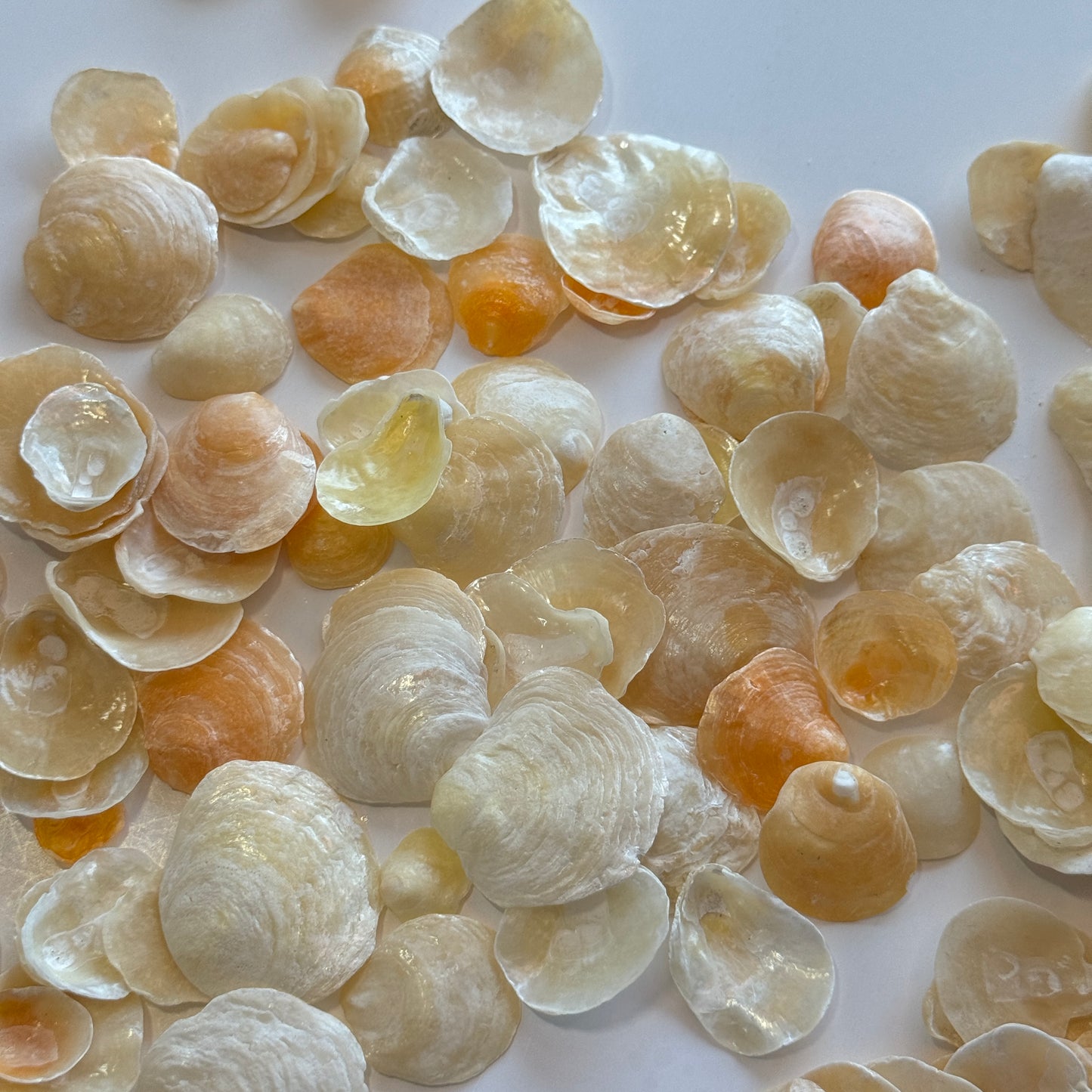 Orange/Yellow Jingles, Local Common Jingle Shells, Shell Supplies, Shells for Crafts