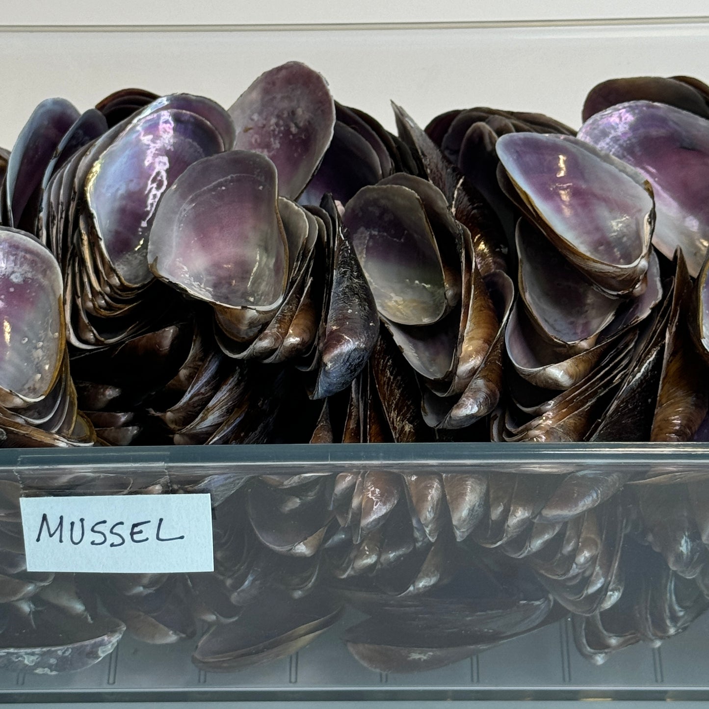 Southern Mussels, Florida mussel shells, seashell supply, purple iridescent shells, crafting  shells