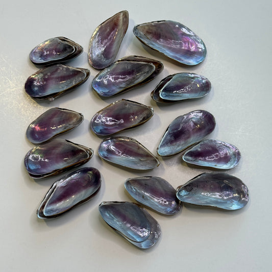 Southern Mussels, Florida mussel shells, seashell supply, purple iridescent shells, crafting  shells