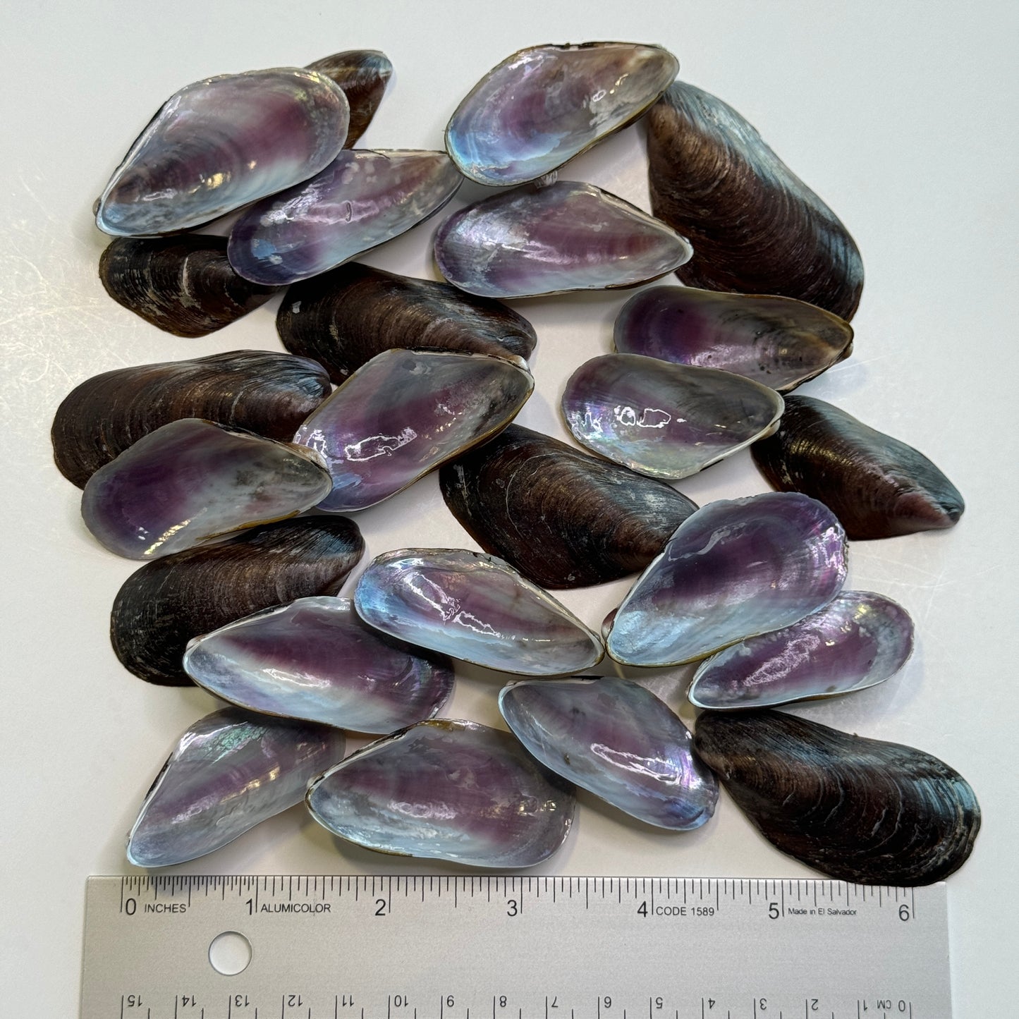 Southern Mussels, Florida mussel shells, seashell supply, purple iridescent shells, crafting  shells