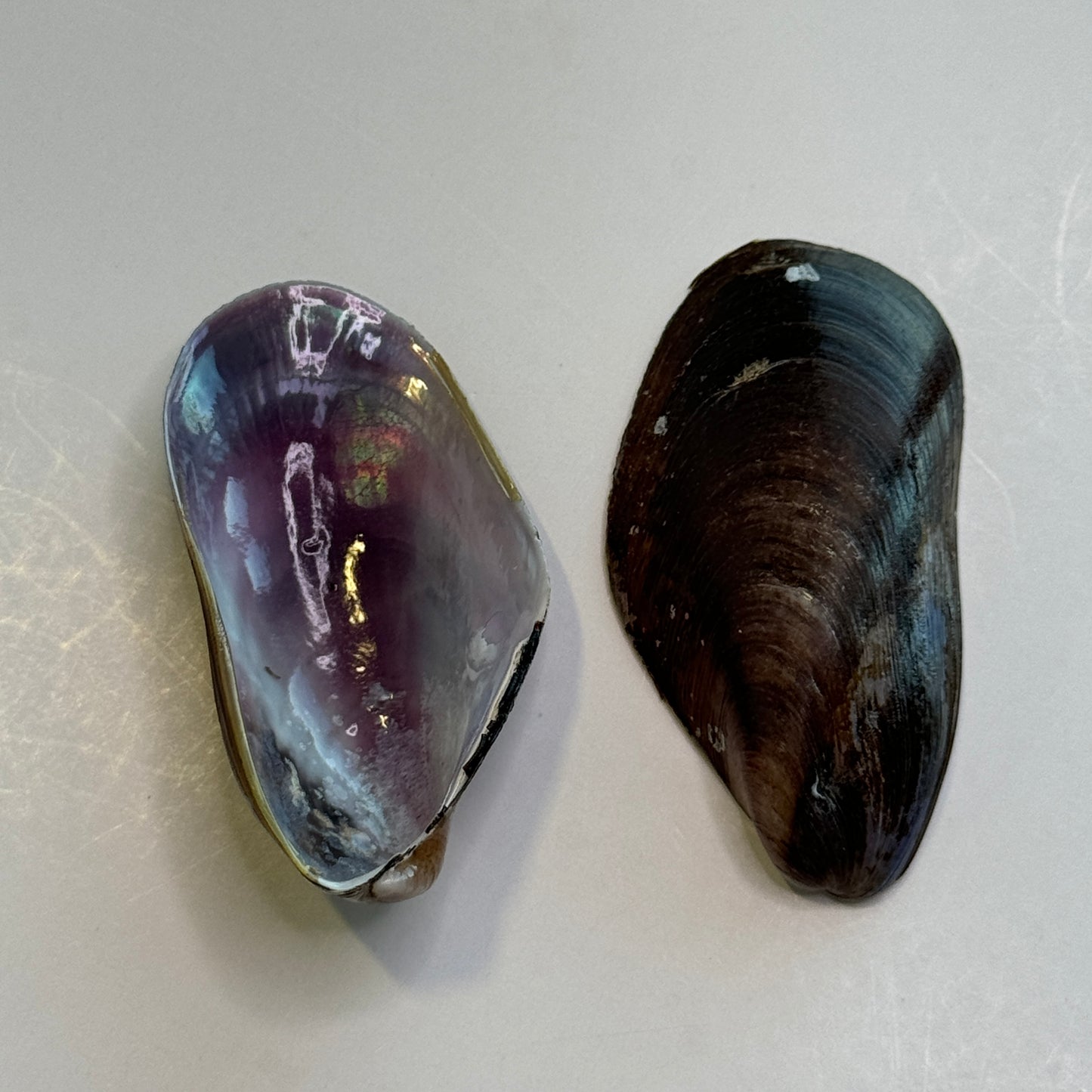 Southern Mussels, Florida mussel shells, seashell supply, purple iridescent shells, crafting  shells