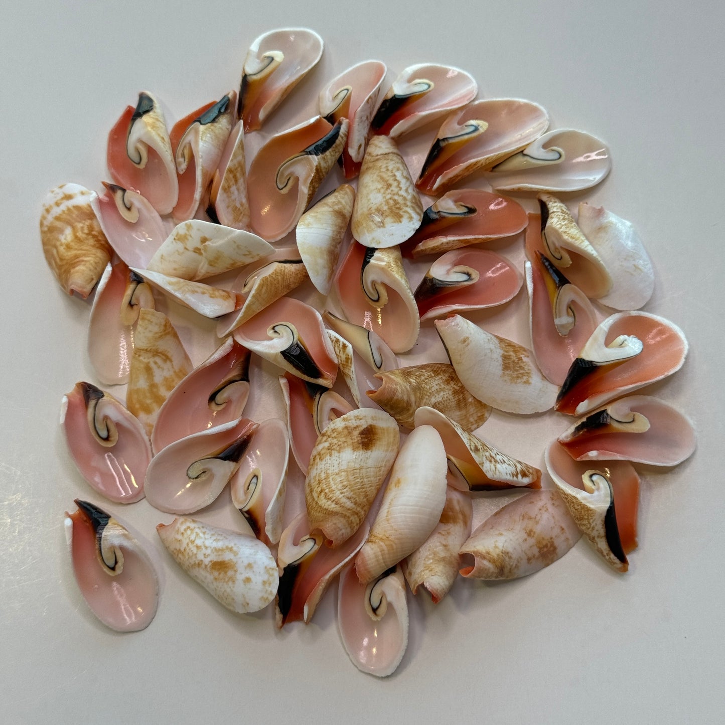 Small Lily Cut Strombus, Approx. 1", quantities available, crafting shells, flower petal cuts, cut shells