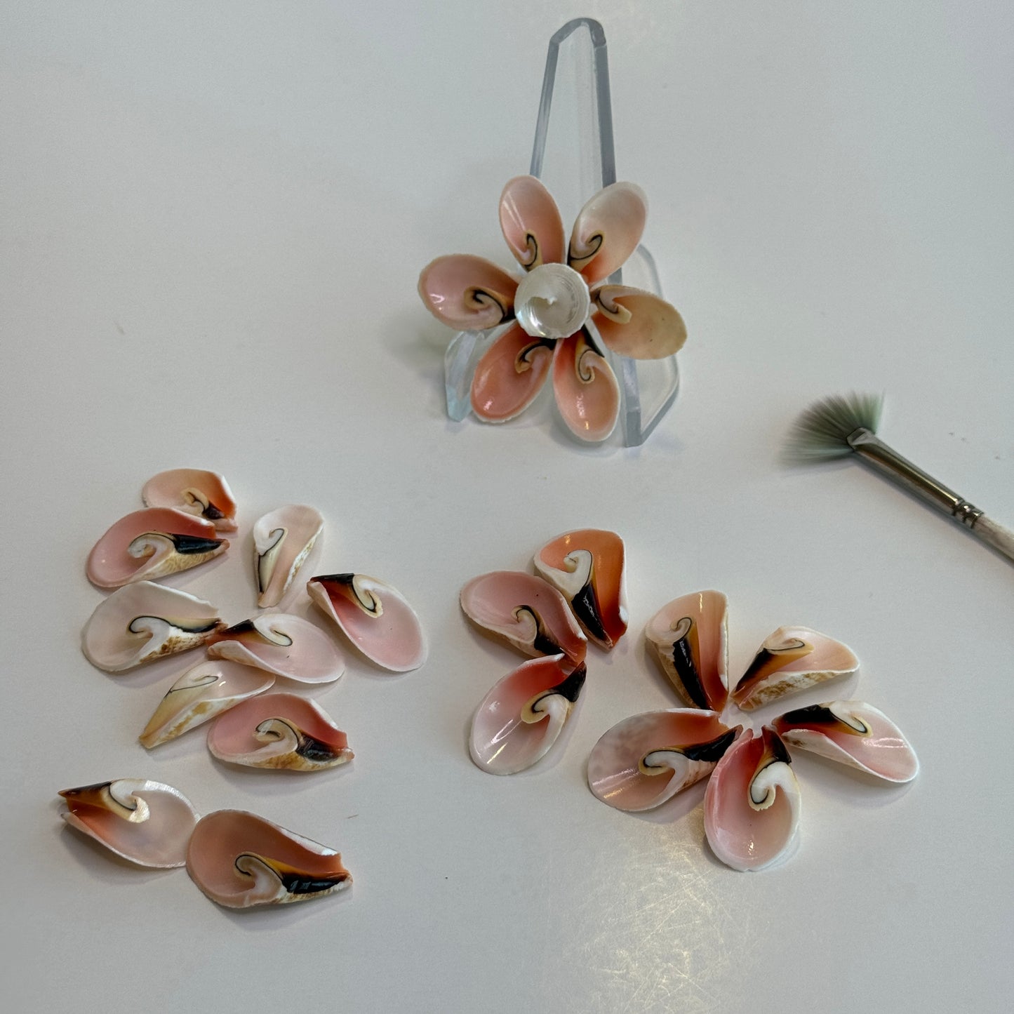 Small Lily Cut Strombus, Approx. 1", quantities available, crafting shells, flower petal cuts, cut shells