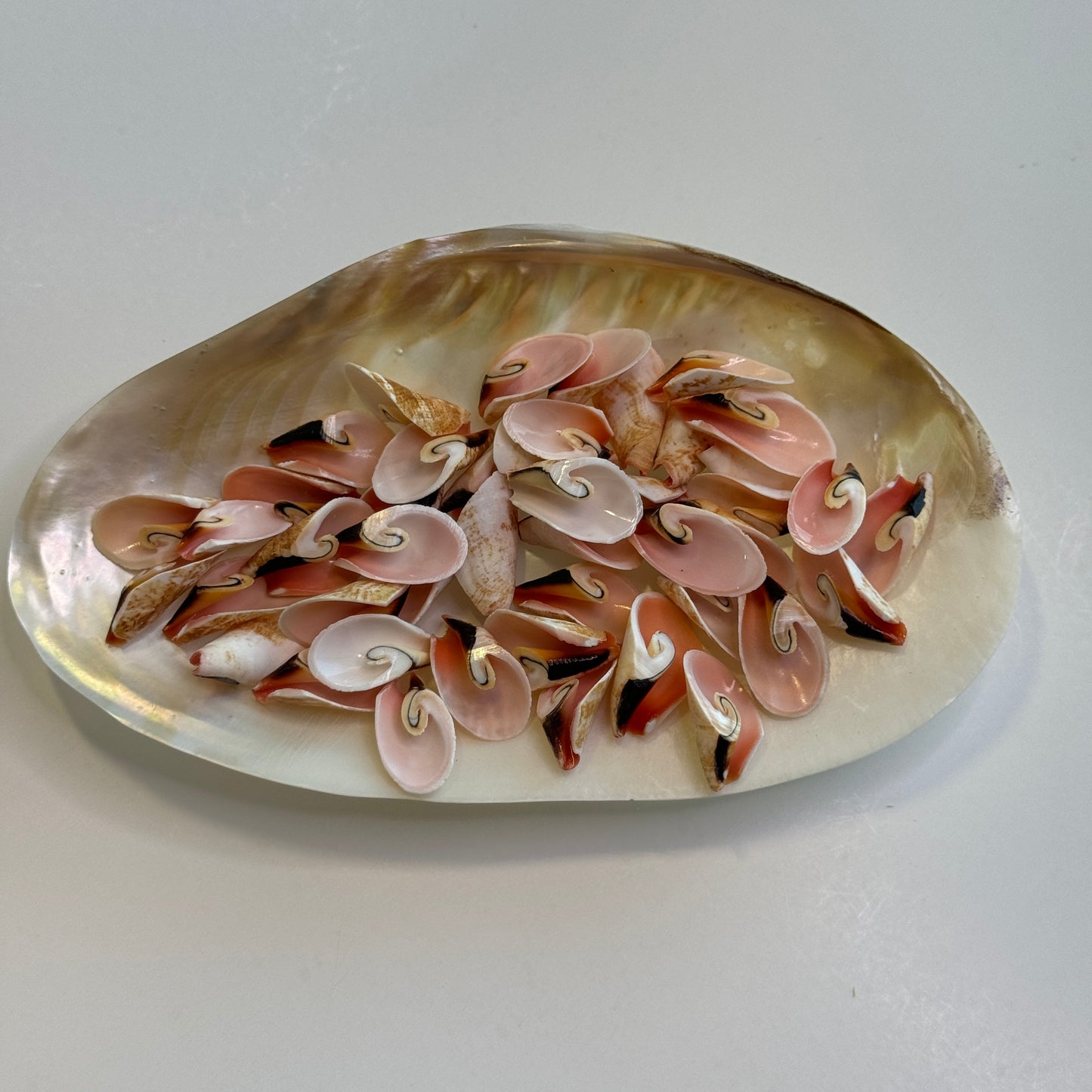 Small Lily Cut Strombus, Approx. 1", quantities available, crafting shells, flower petal cuts, cut shells