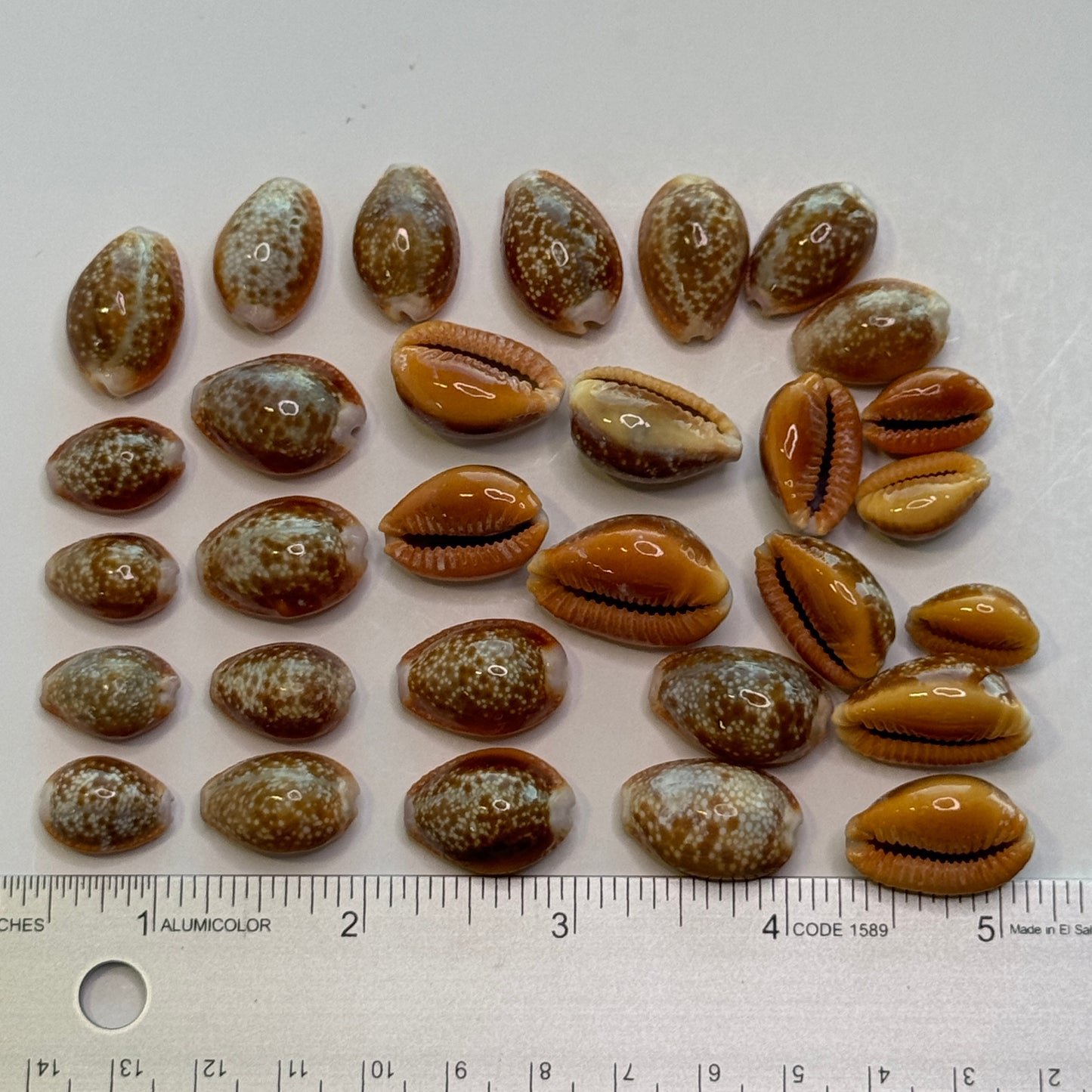 Honey Cowries, Cypraea Naria Helvola, Small approx. 1/2-1" Pretty little Cowries for Crafting, Golden Honey Color Shells