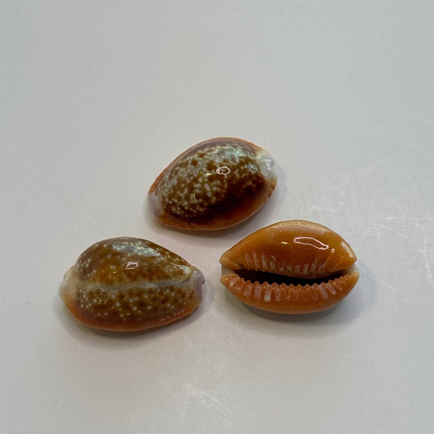 Honey Cowries, Cypraea Naria Helvola, Small approx. 1/2-1" Pretty little Cowries for Crafting, Golden Honey Color Shells