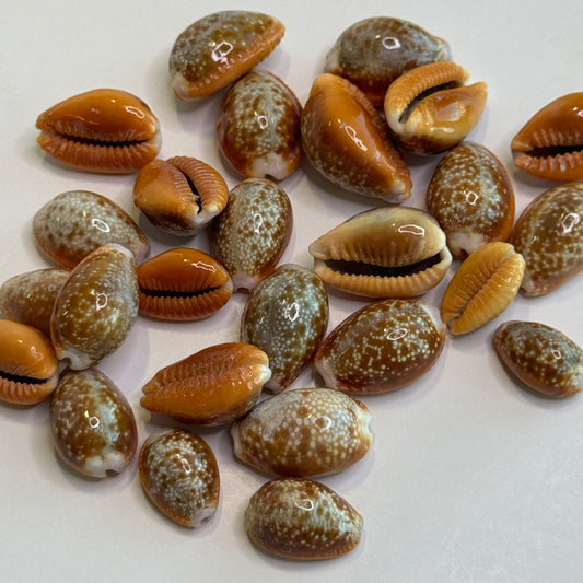 Honey Cowries, Cypraea Naria Helvola, Small approx. 1/2-1" Pretty little Cowries for Crafting, Golden Honey Color Shells