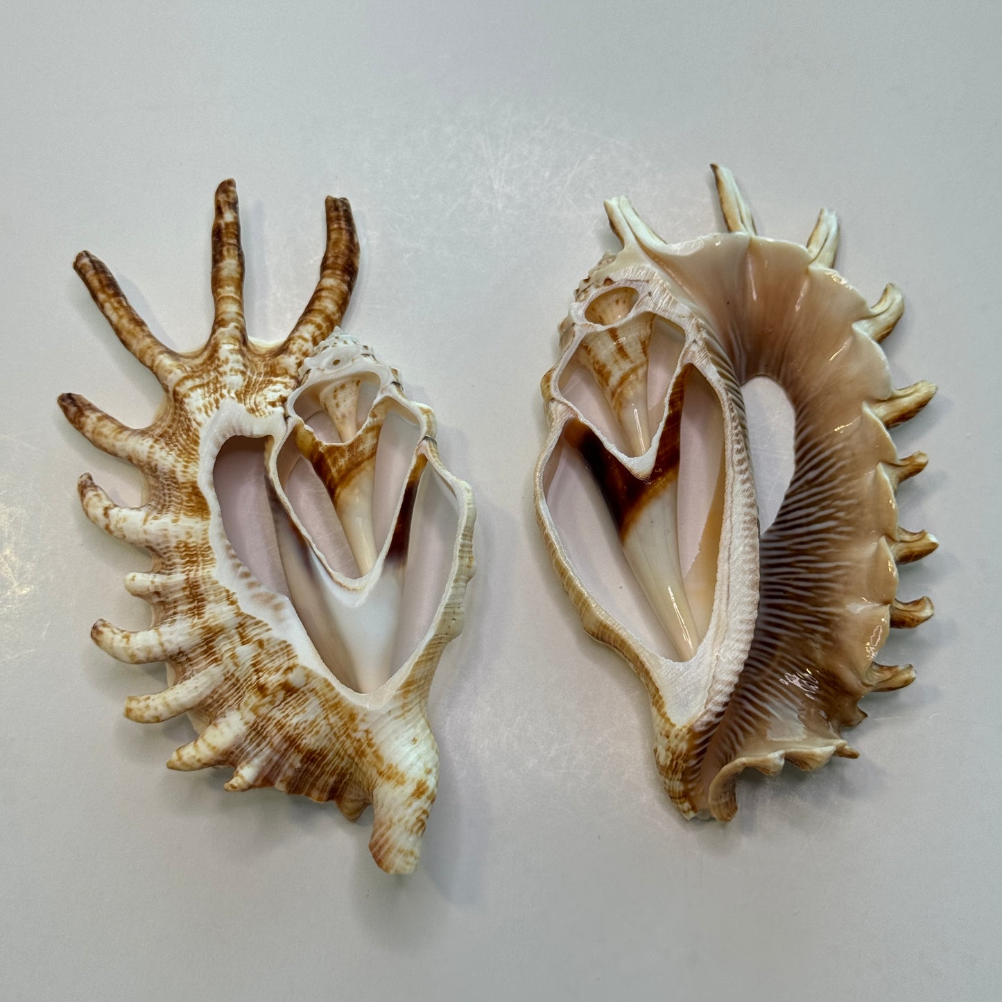 Lambis Millipeda Cut Shells for larger Crafts, Display Shells, Beautifully Cut Shells, Lambis Shells