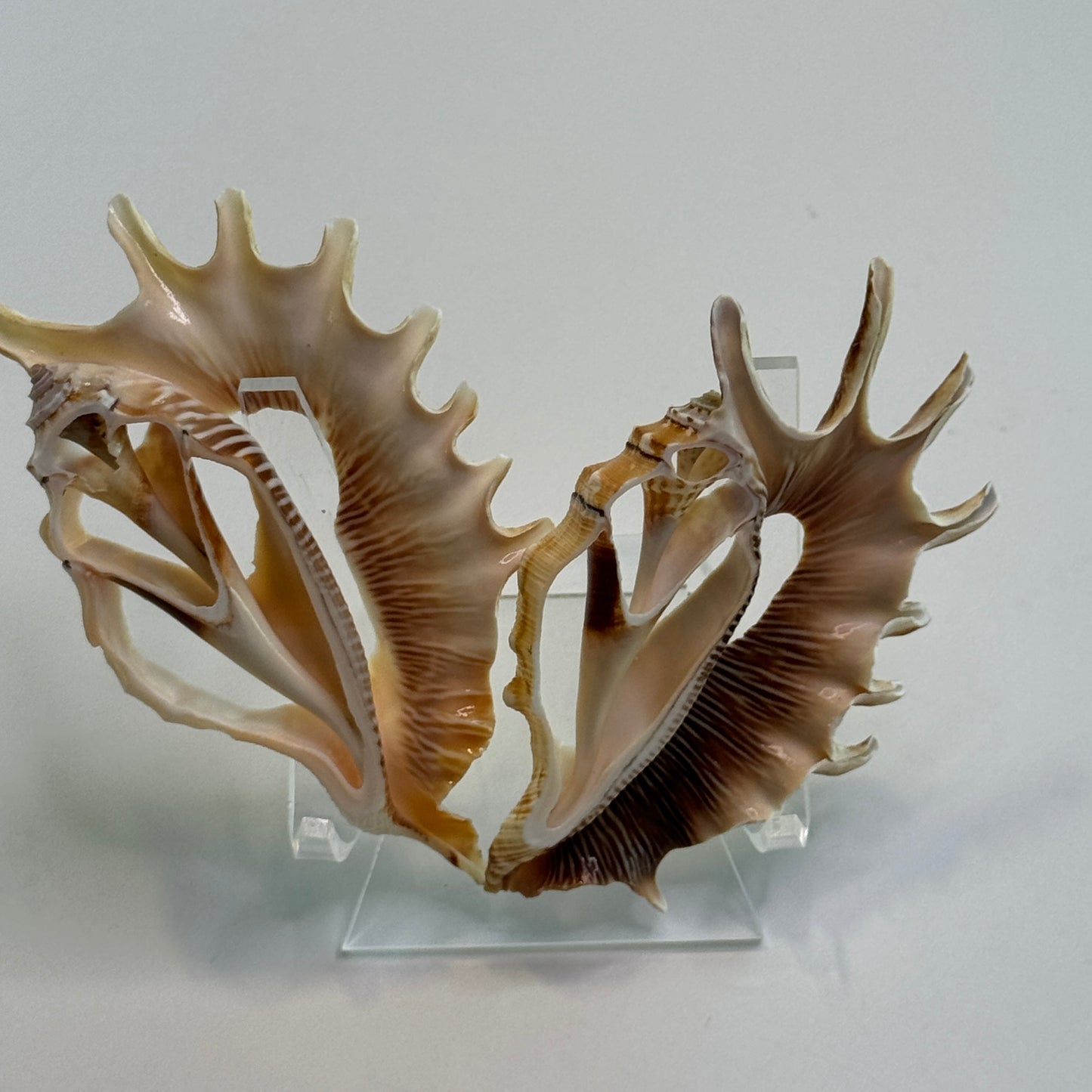 Lambis Millipeda Cut Shells for larger Crafts, Display Shells, Beautifully Cut Shells, Lambis Shells