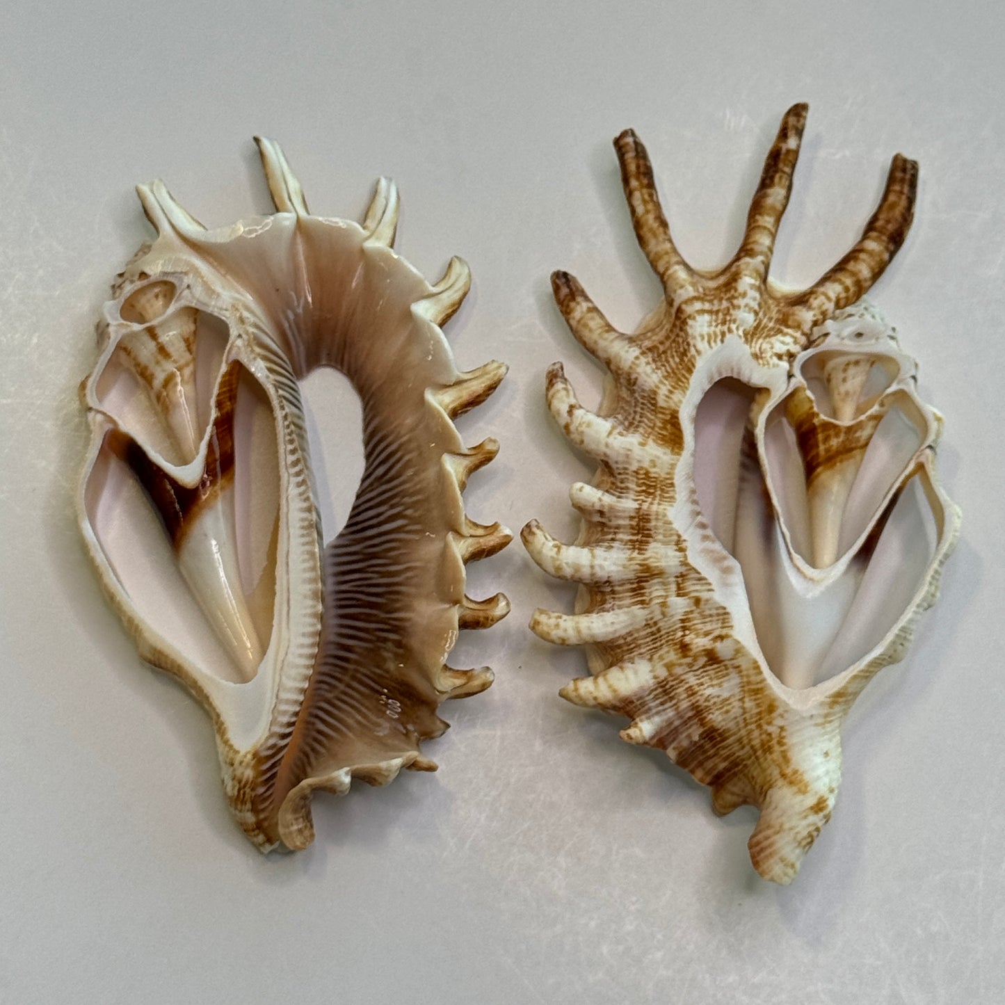 Lambis Millipeda Cut Shells for larger Crafts, Display Shells, Beautifully Cut Shells, Lambis Shells