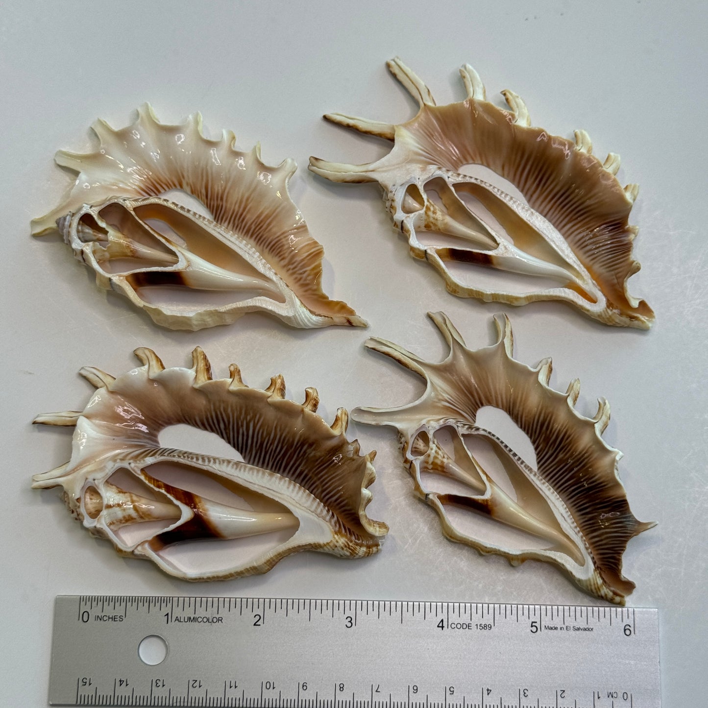 Lambis Millipeda Cut Shells for larger Crafts, Display Shells, Beautifully Cut Shells, Lambis Shells