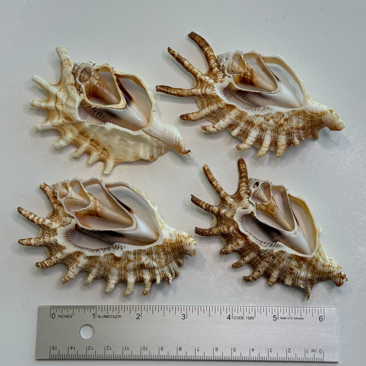 Lambis Millipeda Cut Shells for larger Crafts, Display Shells, Beautifully Cut Shells, Lambis Shells