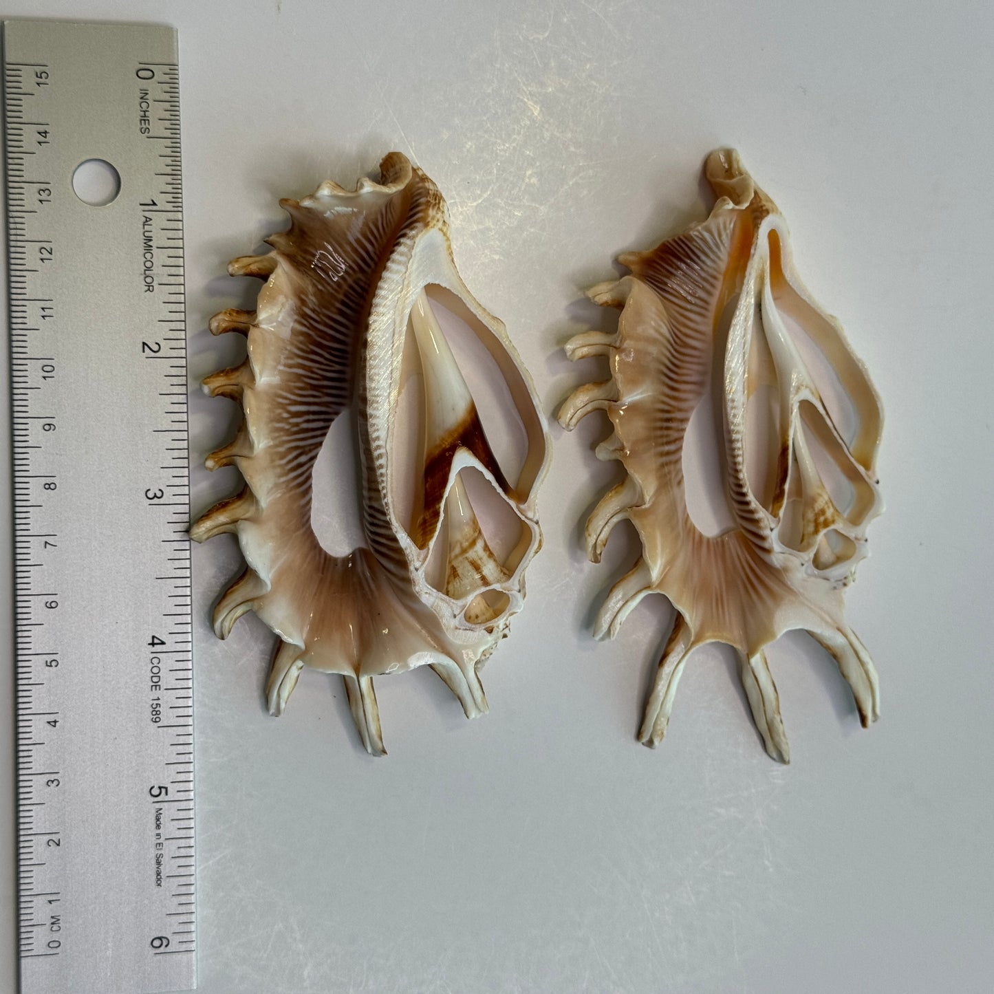 Lambis Millipeda Cut Shells for larger Crafts, Display Shells, Beautifully Cut Shells, Lambis Shells